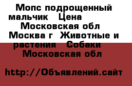 Мопс подрощенный мальчик › Цена ­ 45 000 - Московская обл., Москва г. Животные и растения » Собаки   . Московская обл.